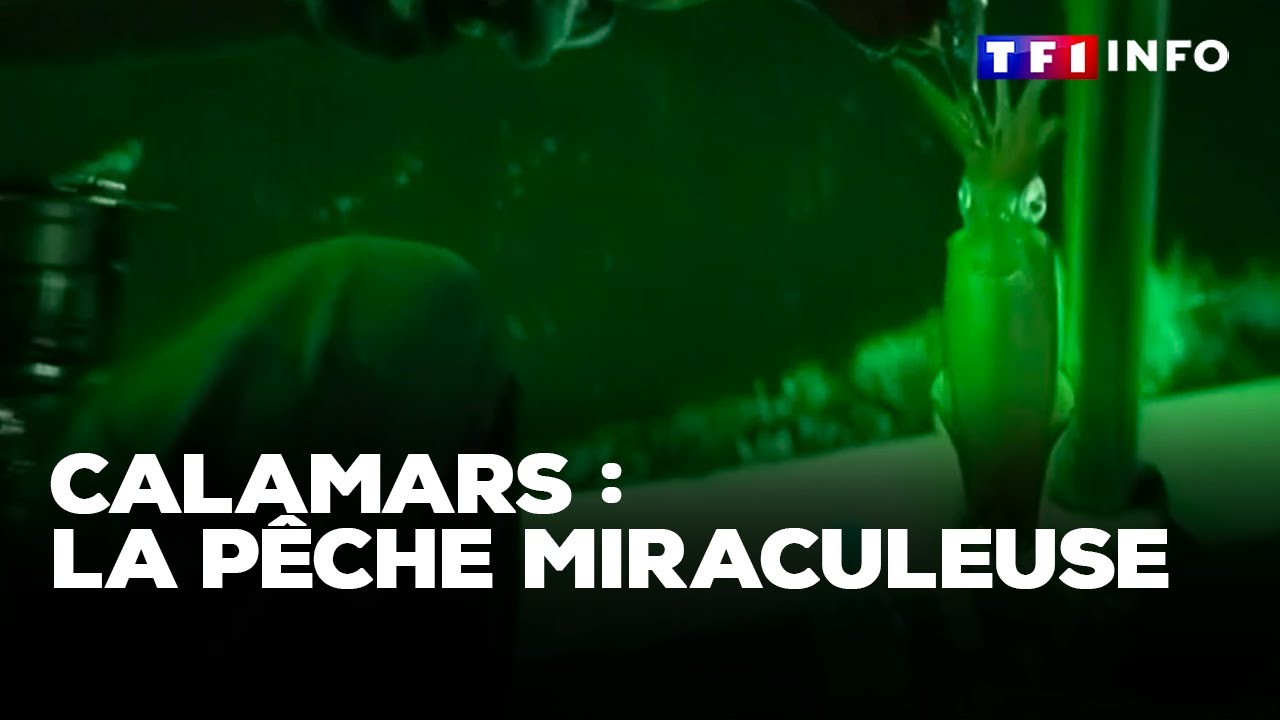 Calamars : en Tha&iuml;lande, la p&ecirc;che miraculeuse｜TF1 INFO