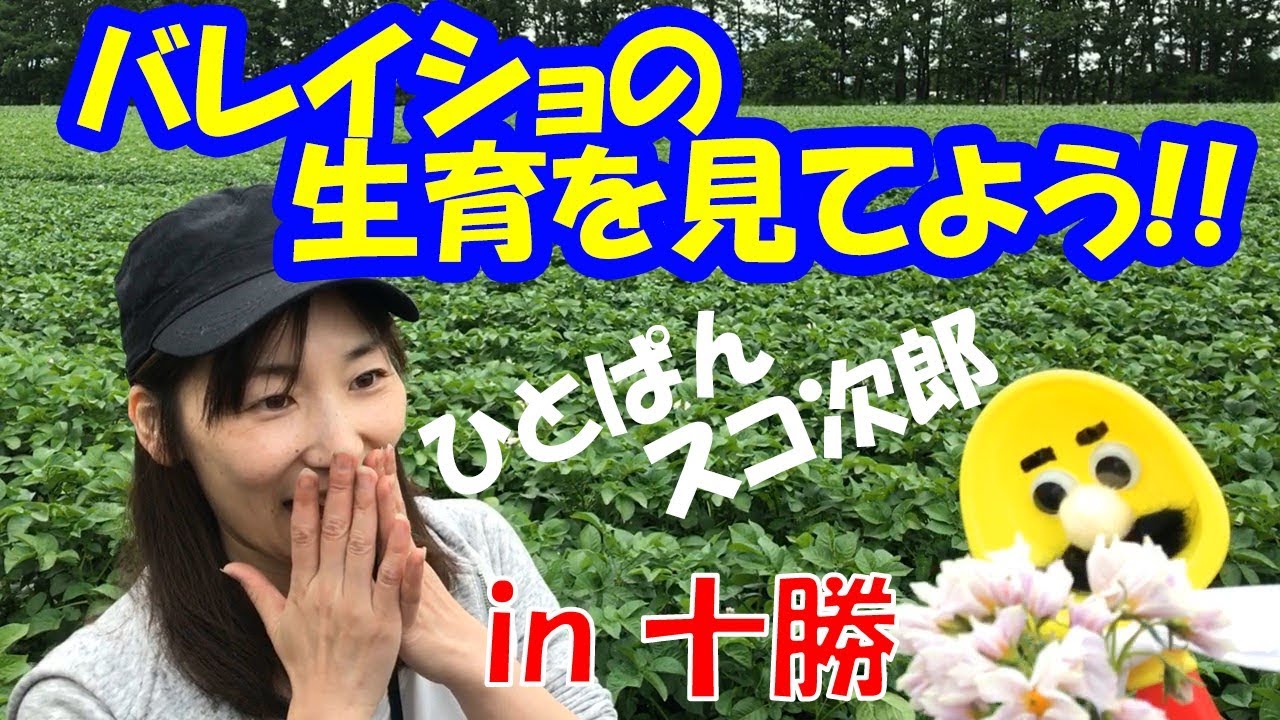 【ひとさんぽ#02】バレイショの生育を見てみよう！【住商アグリビジネス】