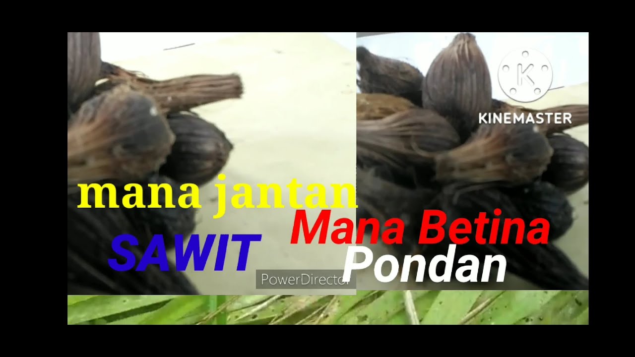 Cara  PILIH BIJI SAWIT  JANTAN BETINA PONDAN  DIGENJOT !!