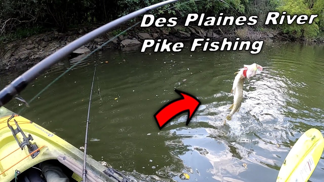 Catching Pike after Pike on the Des Plaines River (small river...BIG FISH!!!)