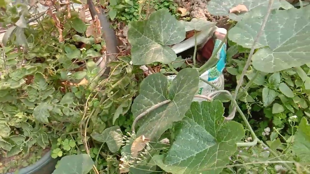 ছাদ বাগানের গাছের যত্ন ও মুরগীকে সুস্থ রাখতে যা খেতে দিলাম।