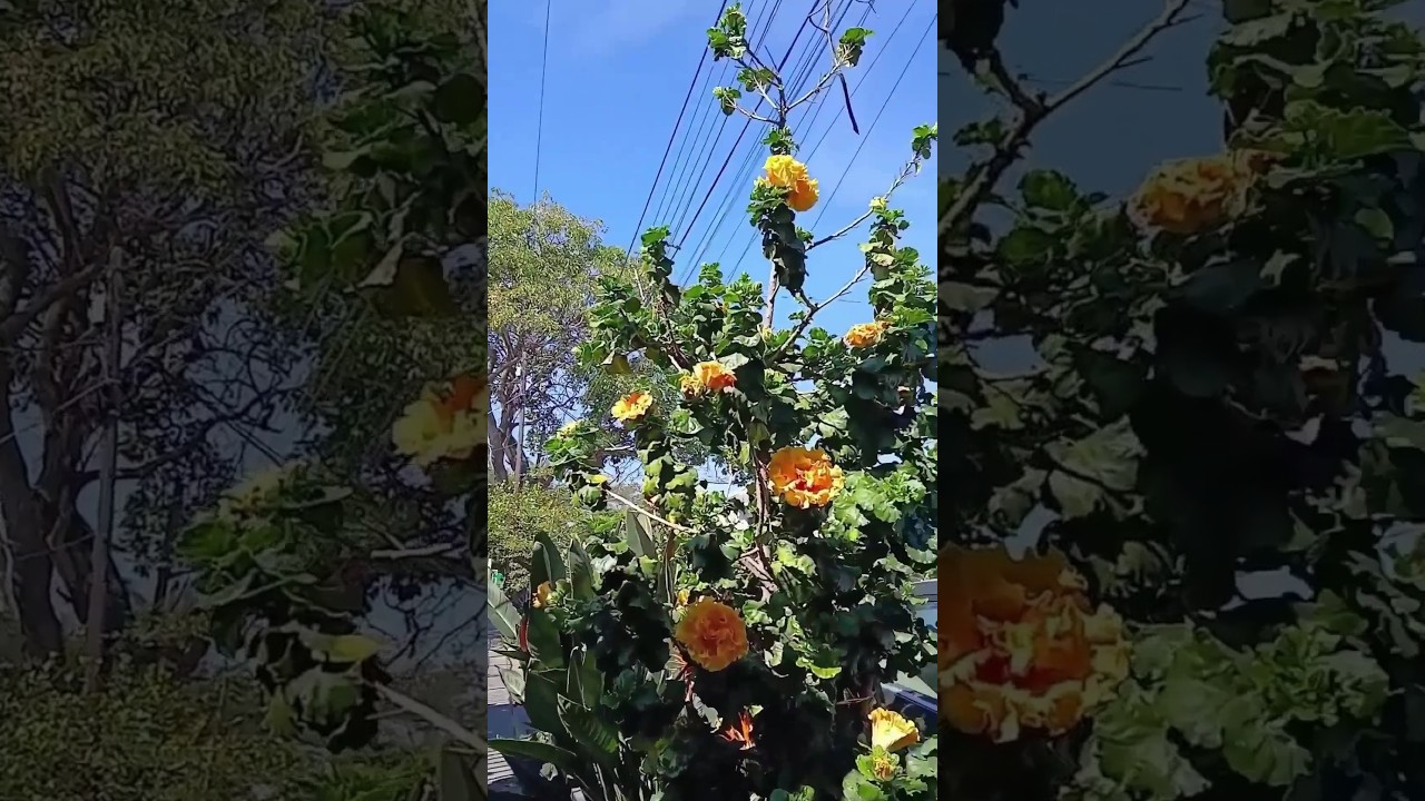 Caminando 512 metros