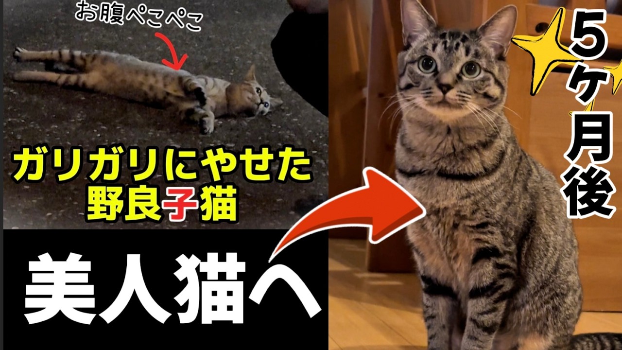 【命の危機】駐車場でガリガリの野良猫を保護！先住猫ピノとの絆❤️愛されて５ヶ月でマリーちゃんコロコロ幸せ美人猫に！【成長記録・総集編】