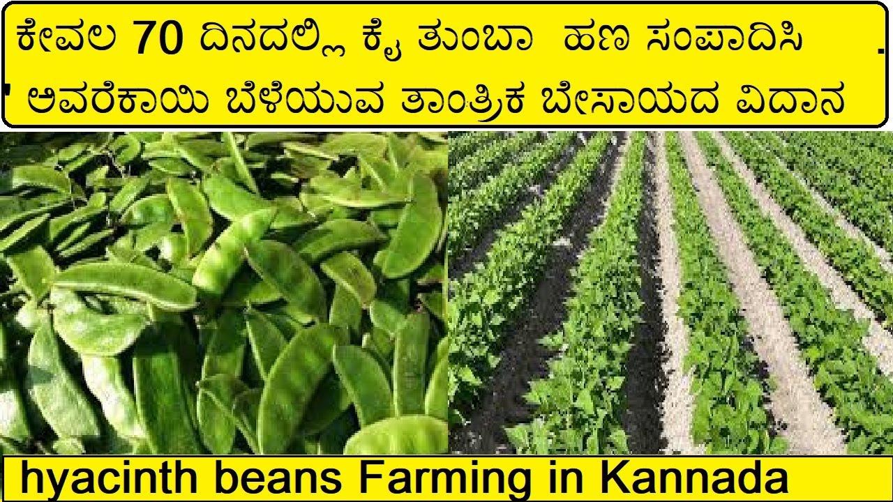 ಅವರೆಕಾಯಿ ಬೆಳೆಯುವ ವಿದಾನ AVAREKAYI hyacinth beans FARMING