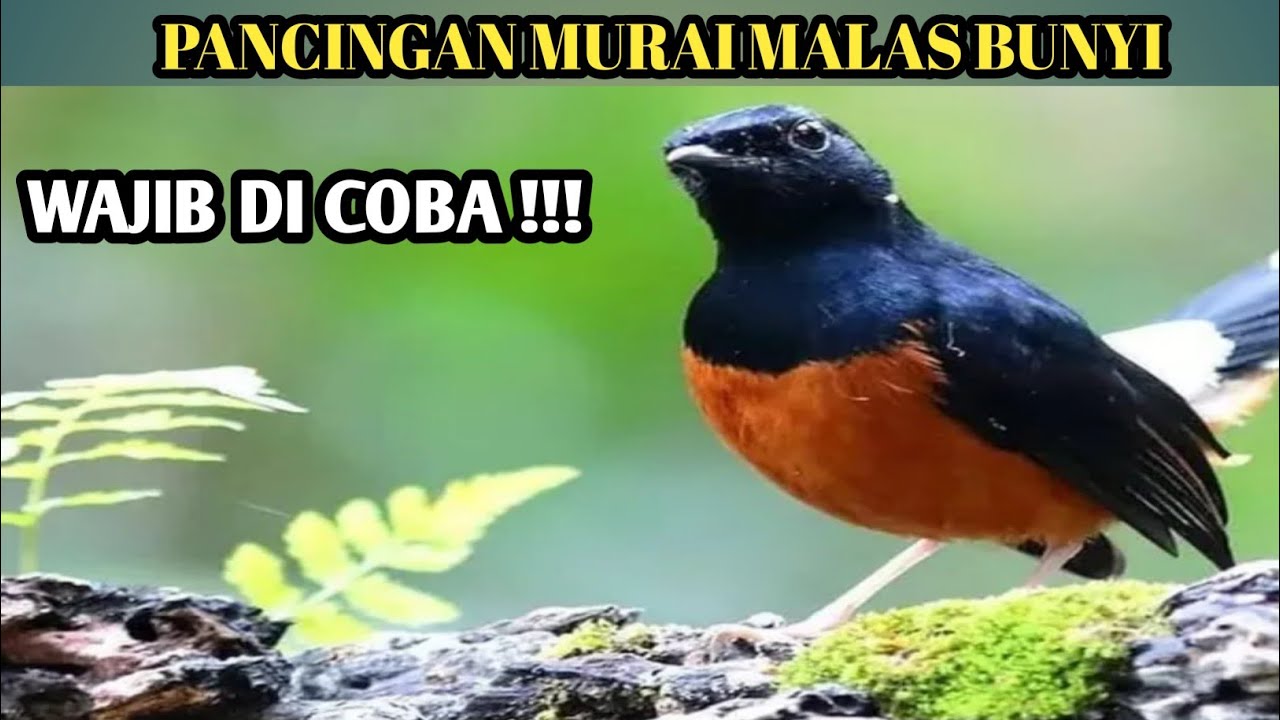 SUARA PANCINGAN DAN TERAPI MURAI MALAS BUNYI 😱😱👏👏