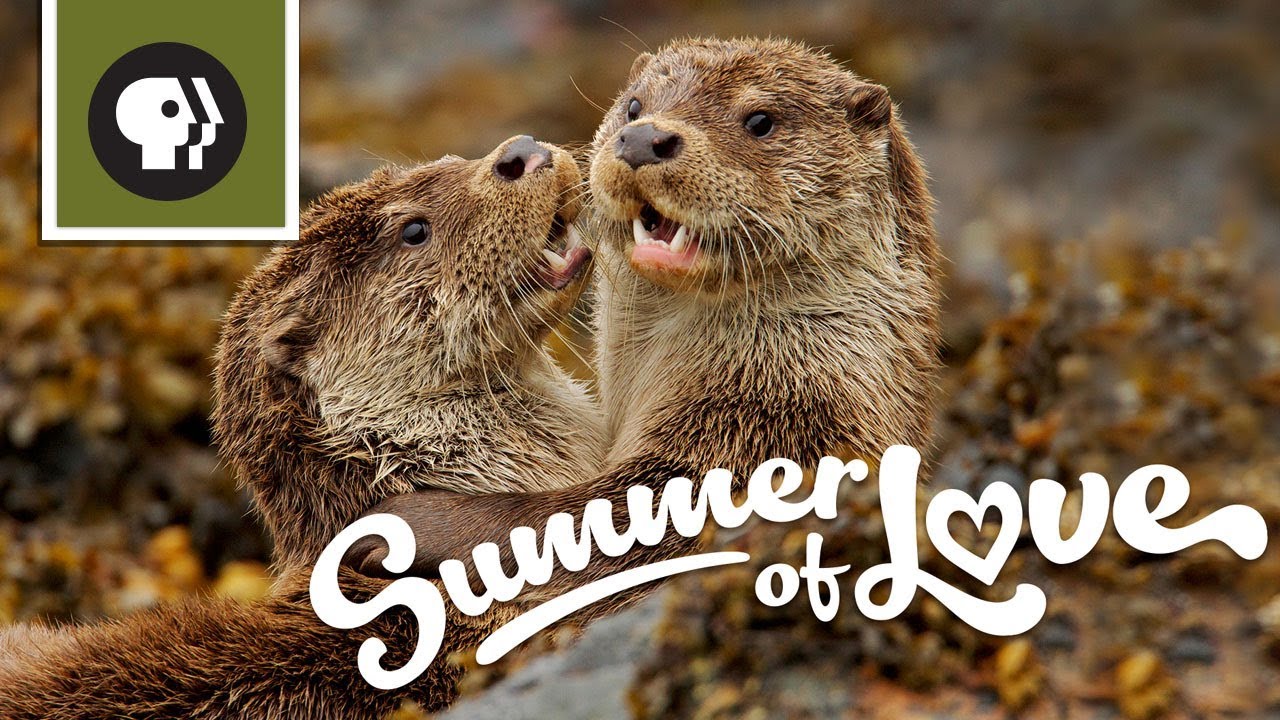 NATURE's Summer of Love