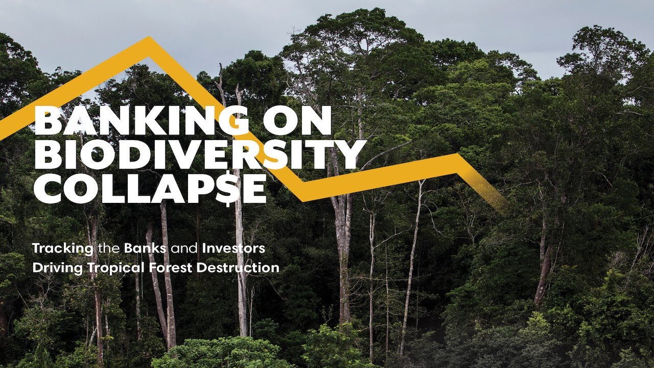 Financiamento ao Colapso da Biodiversidade Webin&aacute;rio