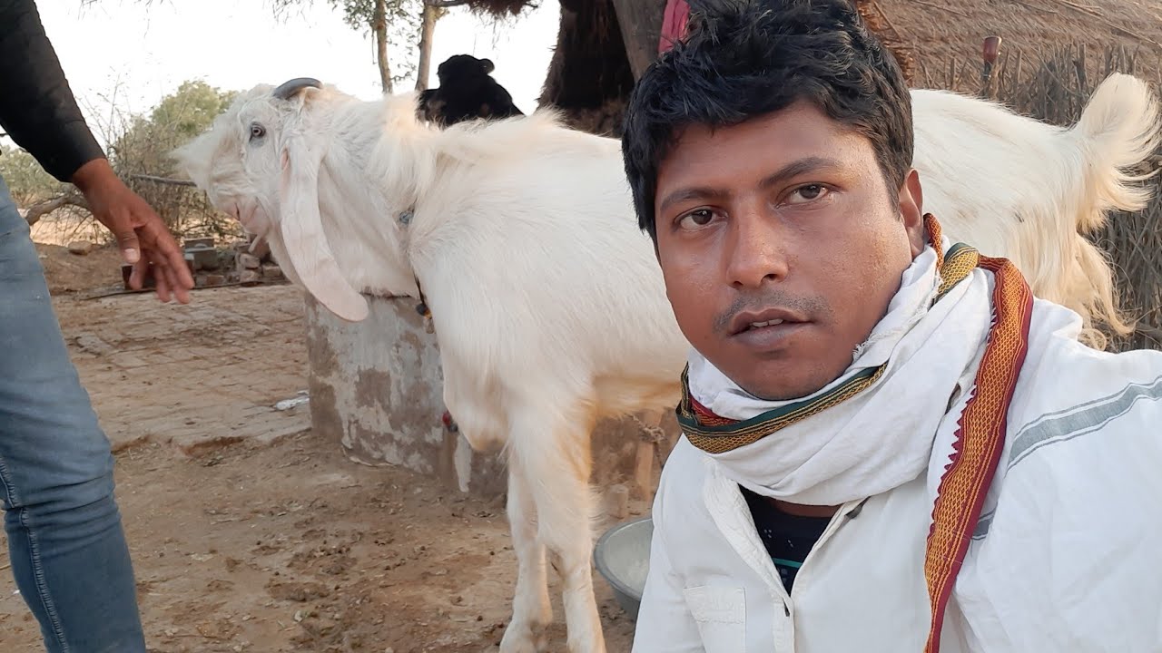 Jamnapari Hansa Goat | জমুনাপারি হানসা ছাগল | जामनापरि हंसा बकरी