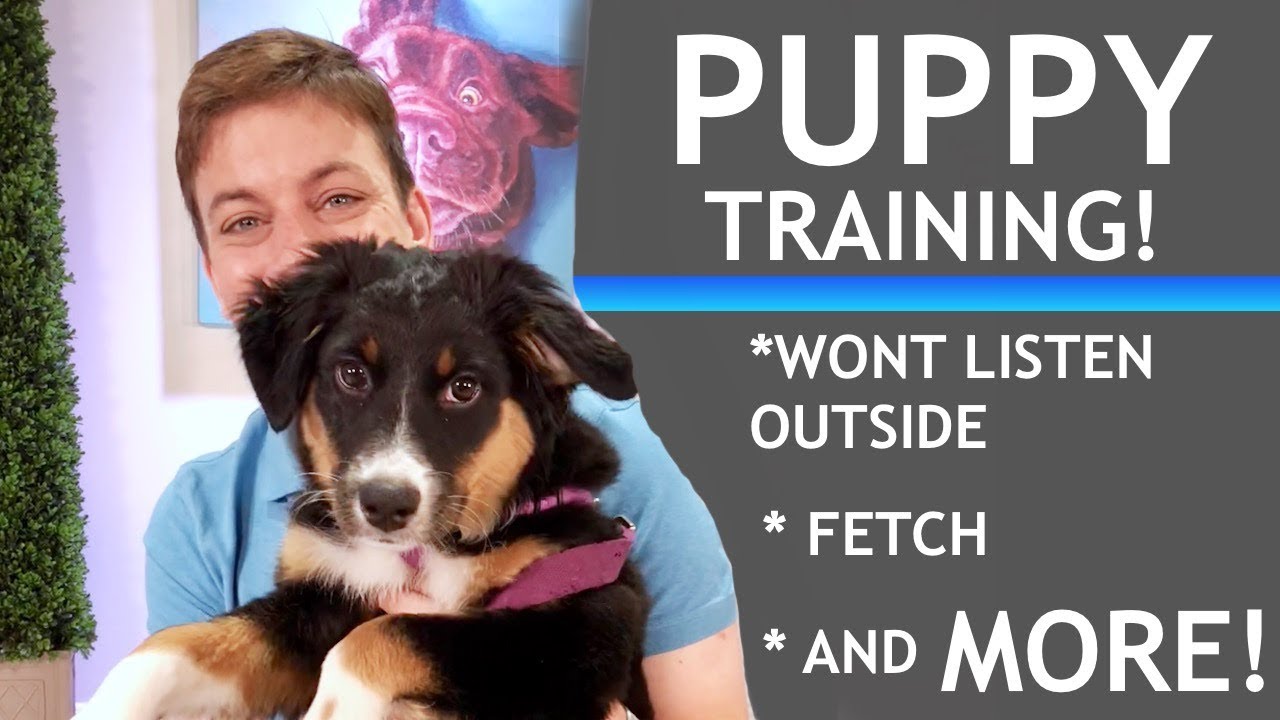 If Your Puppy Won’t Pay Attention, Here’s What To Do!