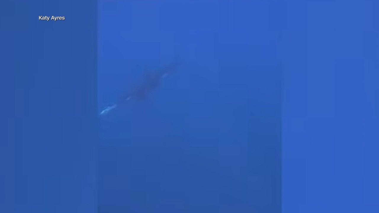 Косатка ударила рыбу так сильно, что та взорвалась