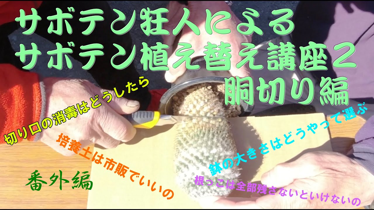 サボテン狂人によるサボテン植え替え講座２：胴切り編：希望丸 【麻布科学実験教室・番外編】