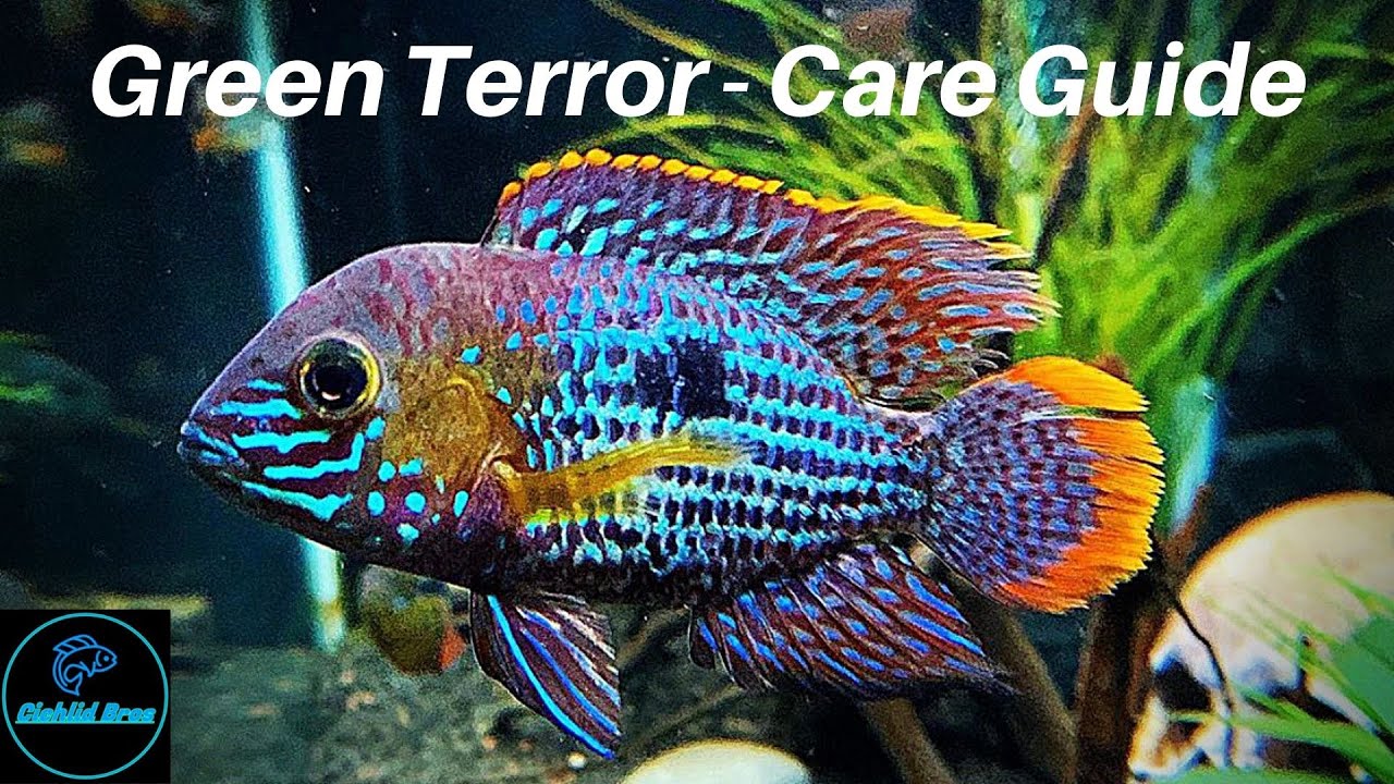 Green Terror - Care Guide & Species Profile