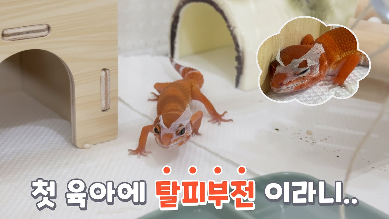 초보 집사에게 닥친 최악의 상황 (ft. 탈피부전) | 첫 파충류 동물병원 방문기