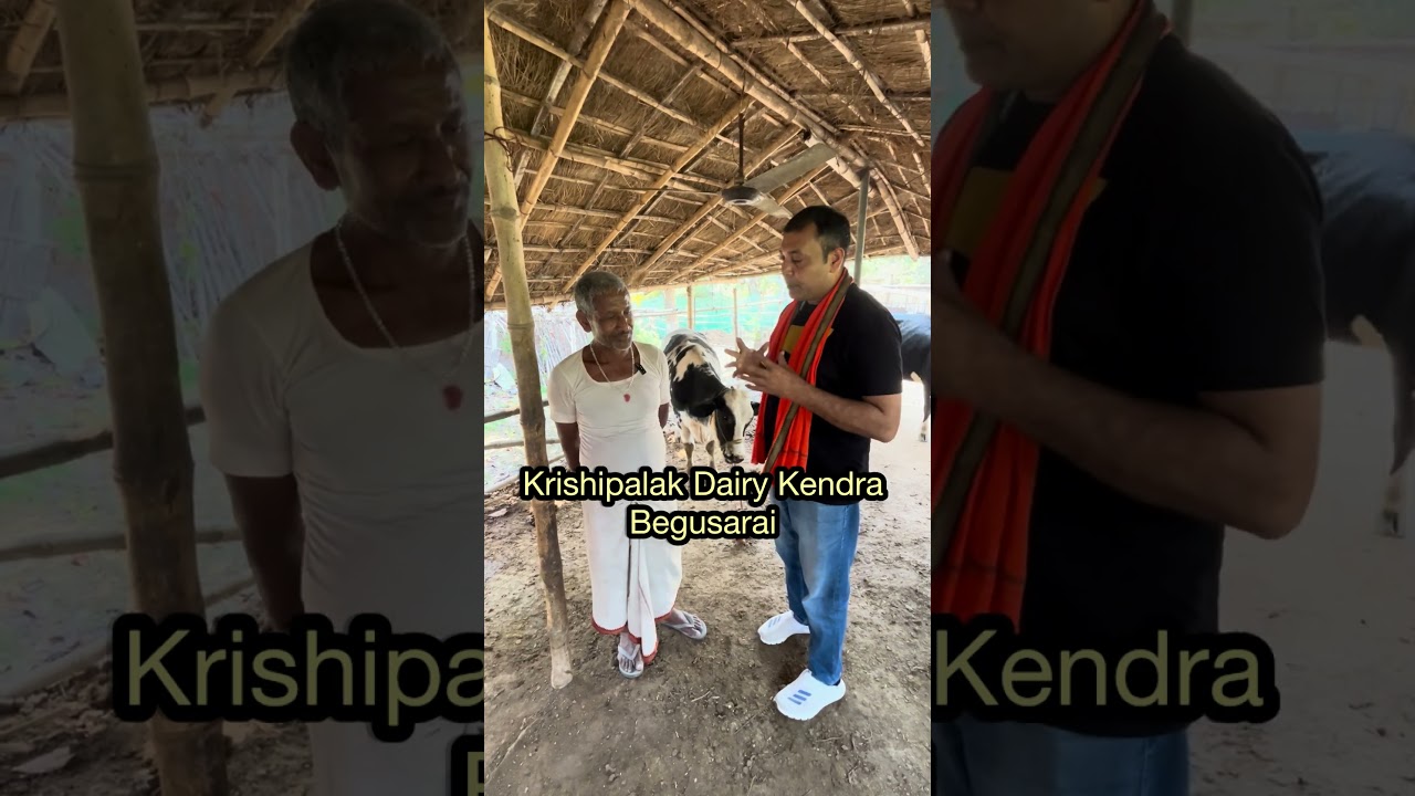 बेगूसराय के पशुपालक का शानदार अनुभव | कृषिपालक पीला बैग और ट्रांजिशन फीड का कमाल