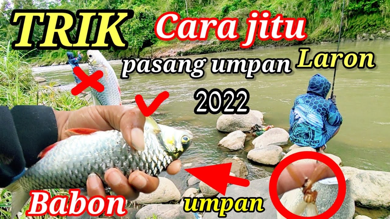 Begini cara pasang umpan laron Agar dapat ikan brek Babon