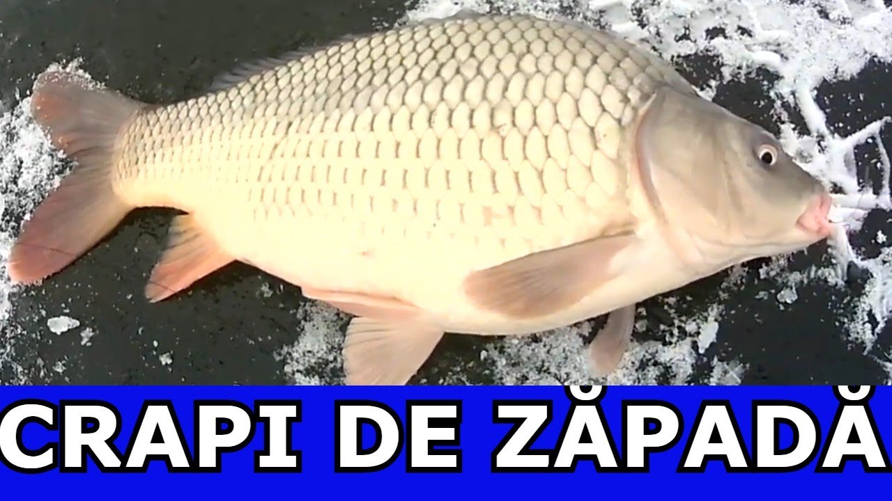 PESCUIT LA COPCĂ TRAGE CA VARA