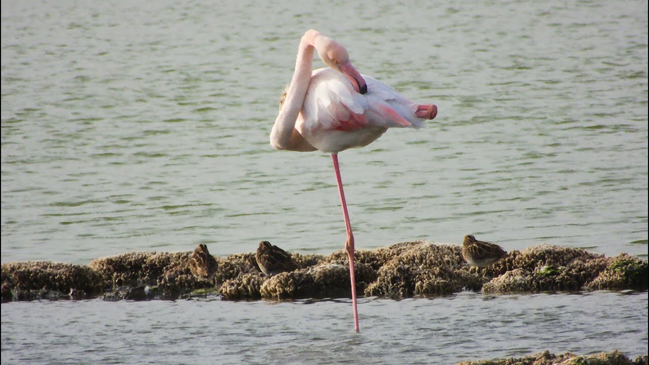 Os Rosa do Tejo é o Palco do Estuário