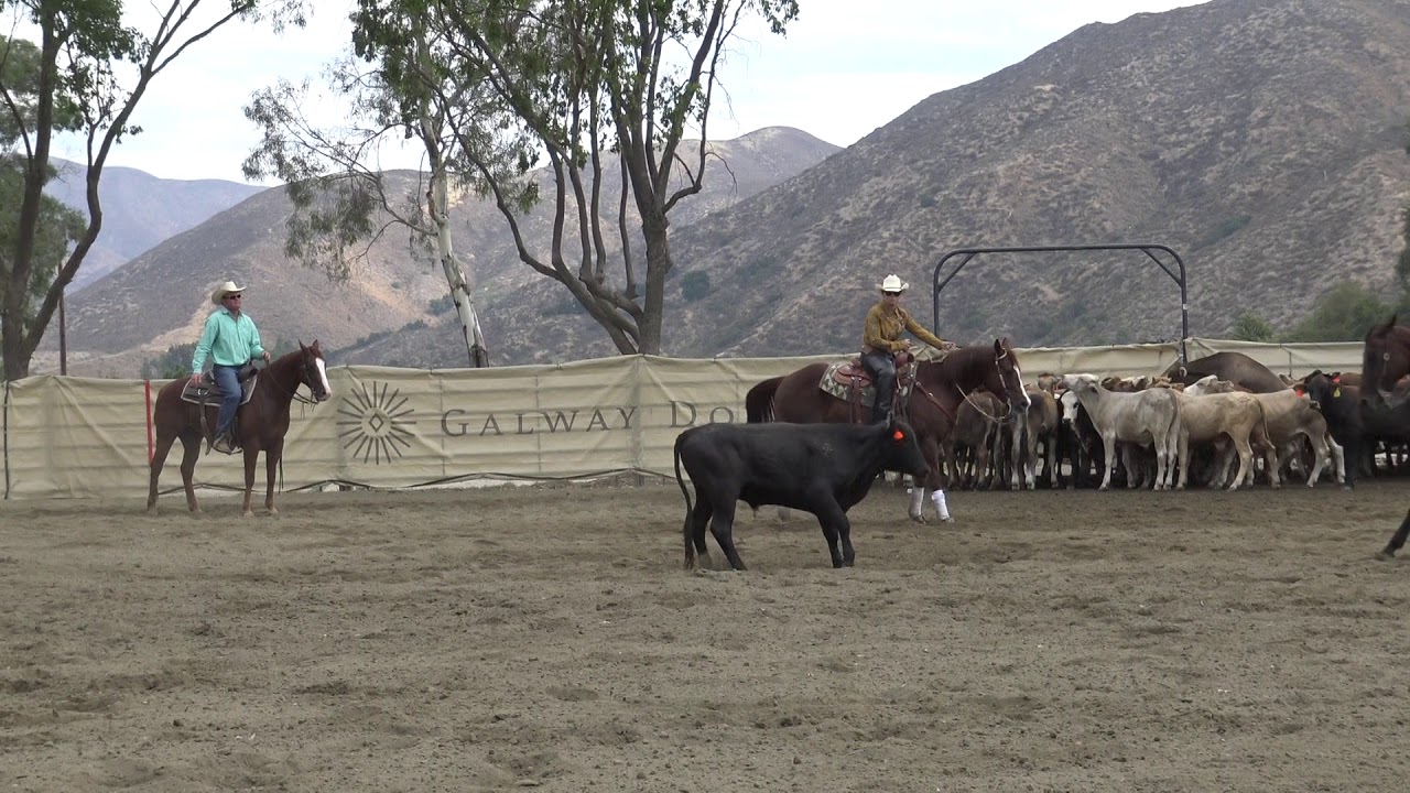 Smooth As A Diamond - NRCHA Bridle Horse For Sale!
