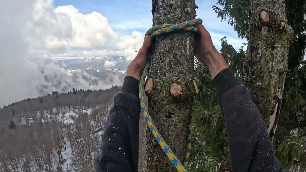 TREE CLIMBING dead FIR TREES!! New STIHL 500i & STIHL 194t