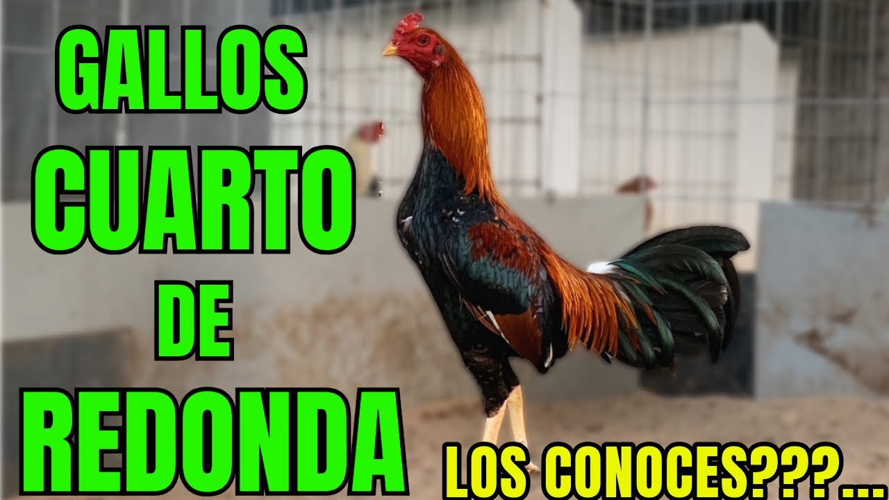 GALLOS CUARTO DE REDONDA.... LOS CONOCES?? TE LOS PRESENTO!!!!