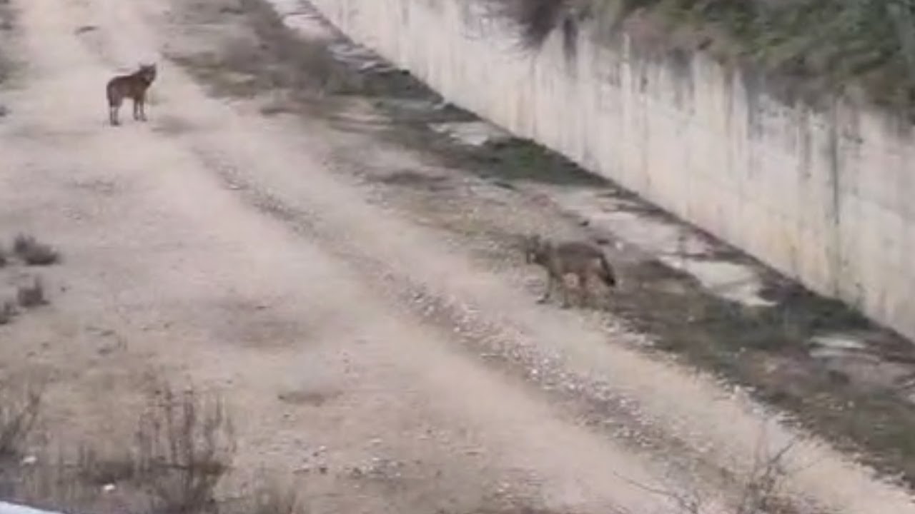 Fauna, lupi e non solo: in crescita la biodiversità nel Parco dei Monti Picentini