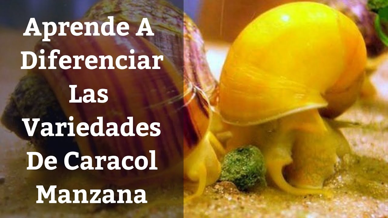 🔵 Aprende A Diferenciar Las Variedades De Caracol Manzana,Pomacea Ampullariidae (Acuarios MB)