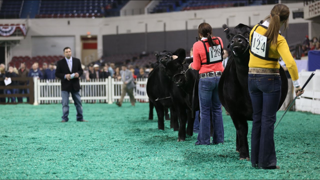 NAILE 2015: Junior Angus Show