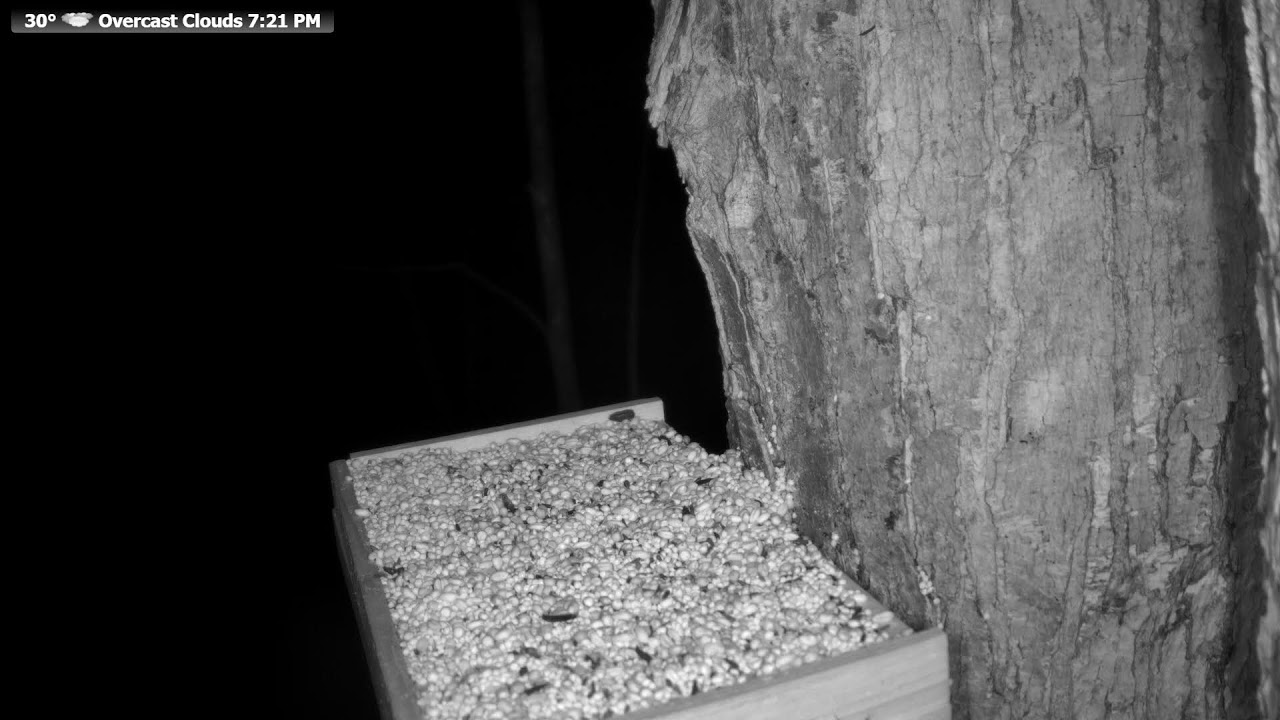 🔴 24/7 Wildlife Feeder Live | Birds, Deer & Flying Squirrels | Nicolet National Forest, Wisconsin