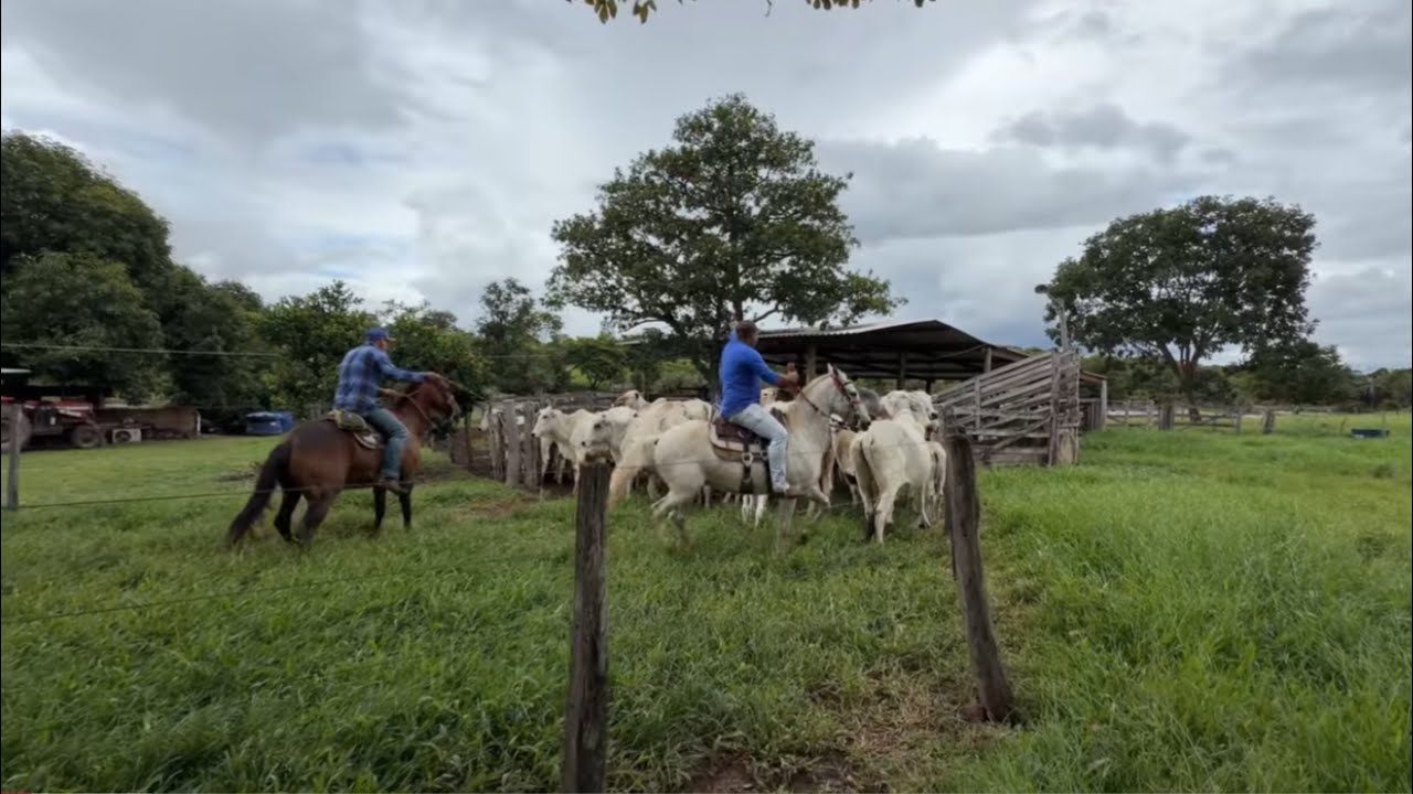 Manejando o gado e andando com os pets 🐶🐶