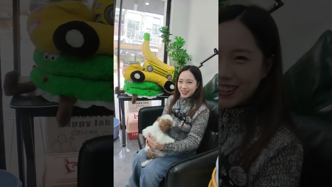 2025家庭新成员，西施宝宝三选一，决赛圈！#新手养狗 #萌宠 #vlog日常 #萌宠vlog