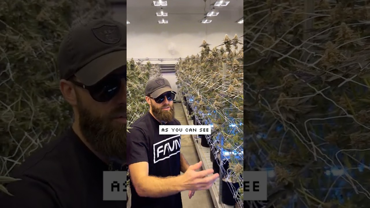 Day 50 Far Red Under Canopy Lighting Trial Update