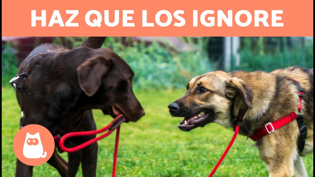 C&oacute;mo hacer que mi perro IGNORE a otros PERROS 🐶 (4 Consejos)