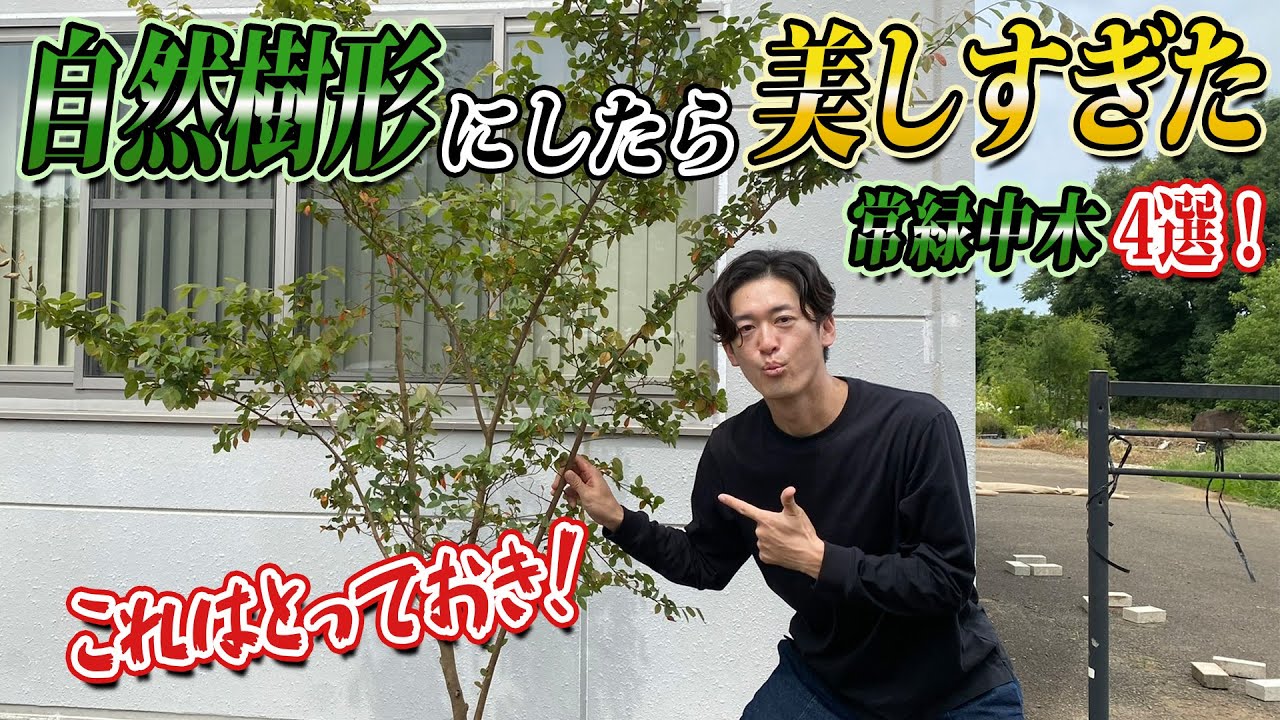 【庭づくり決め手は中木】誰も見たこと無い常緑中木の自然樹形のご紹介します。
