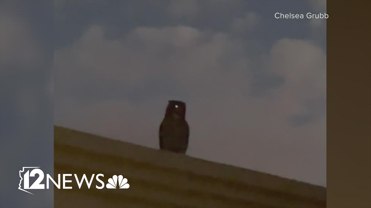 Valley woman recalls terrifying encounter as owl attempts to attack her dog