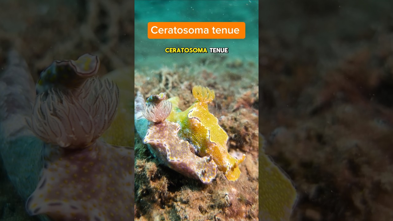 Ceratosoma tenue 