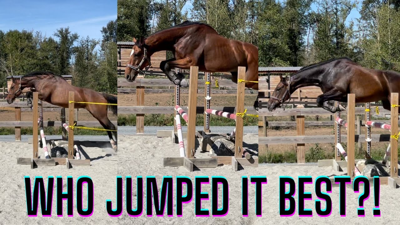 Free Jumping Our Thoroughbreds