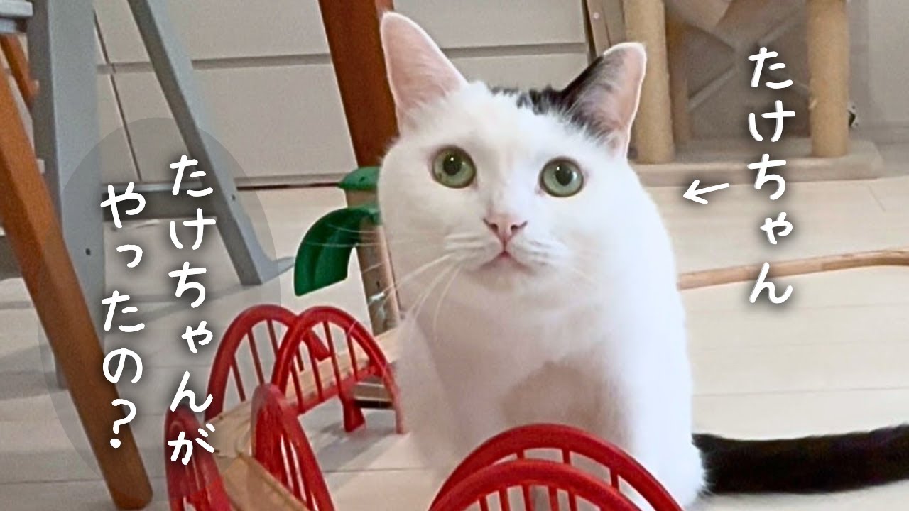 【猫と家族の日常】床に傷がついた日