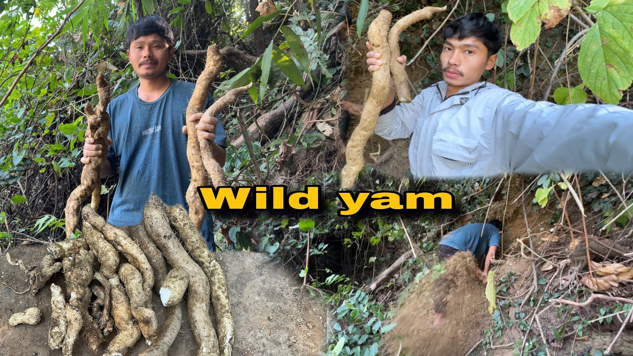 Hunting Wild Yam in the Jungle 😲 | बन तरुल खोज्दै🌿