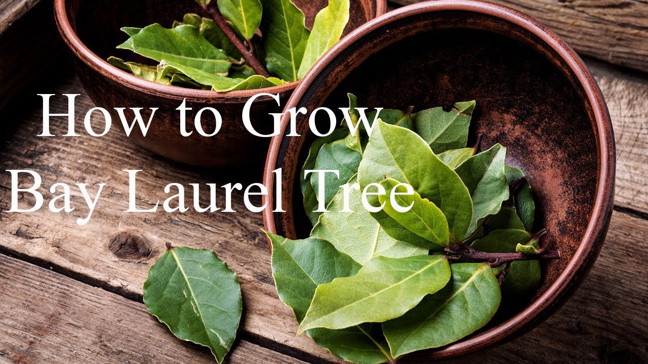 How to Grow Bay Laurel | Complete Growing Guide