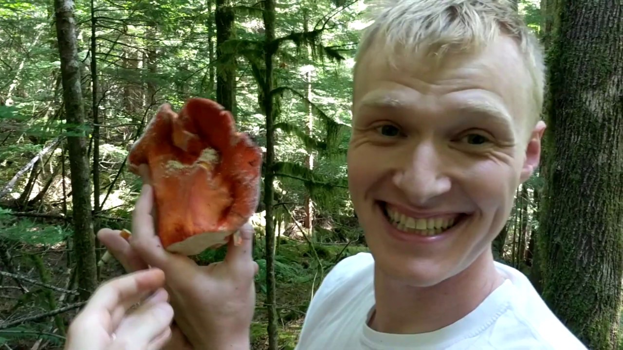 How to hunt for Lobster Mushrooms (hypomyces lactiflorum)