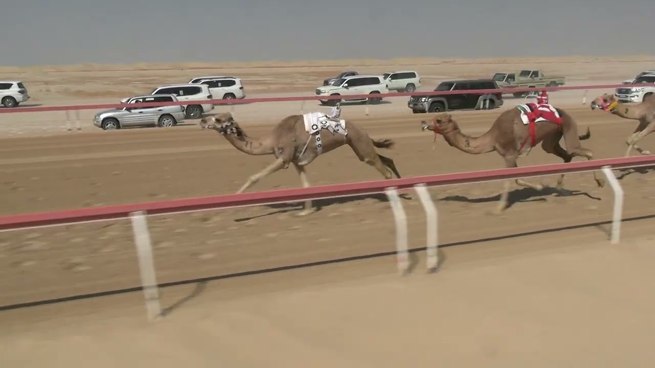 الشوط  5 ☆ (   طرب  ) للسيد : حمدان بخيت فطيس المنصوري