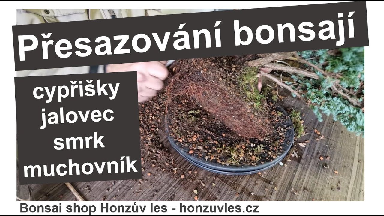 Přesazování bonsají - cypřišky, jalovec, smrk a muchovník