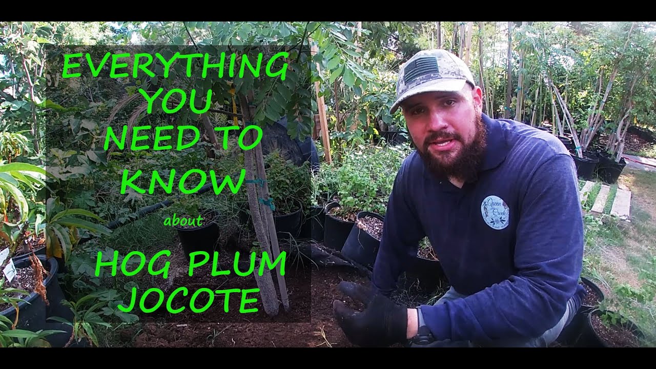 Hog Plum, Jocote Planting and Growing Tips | Spondias Purpurea