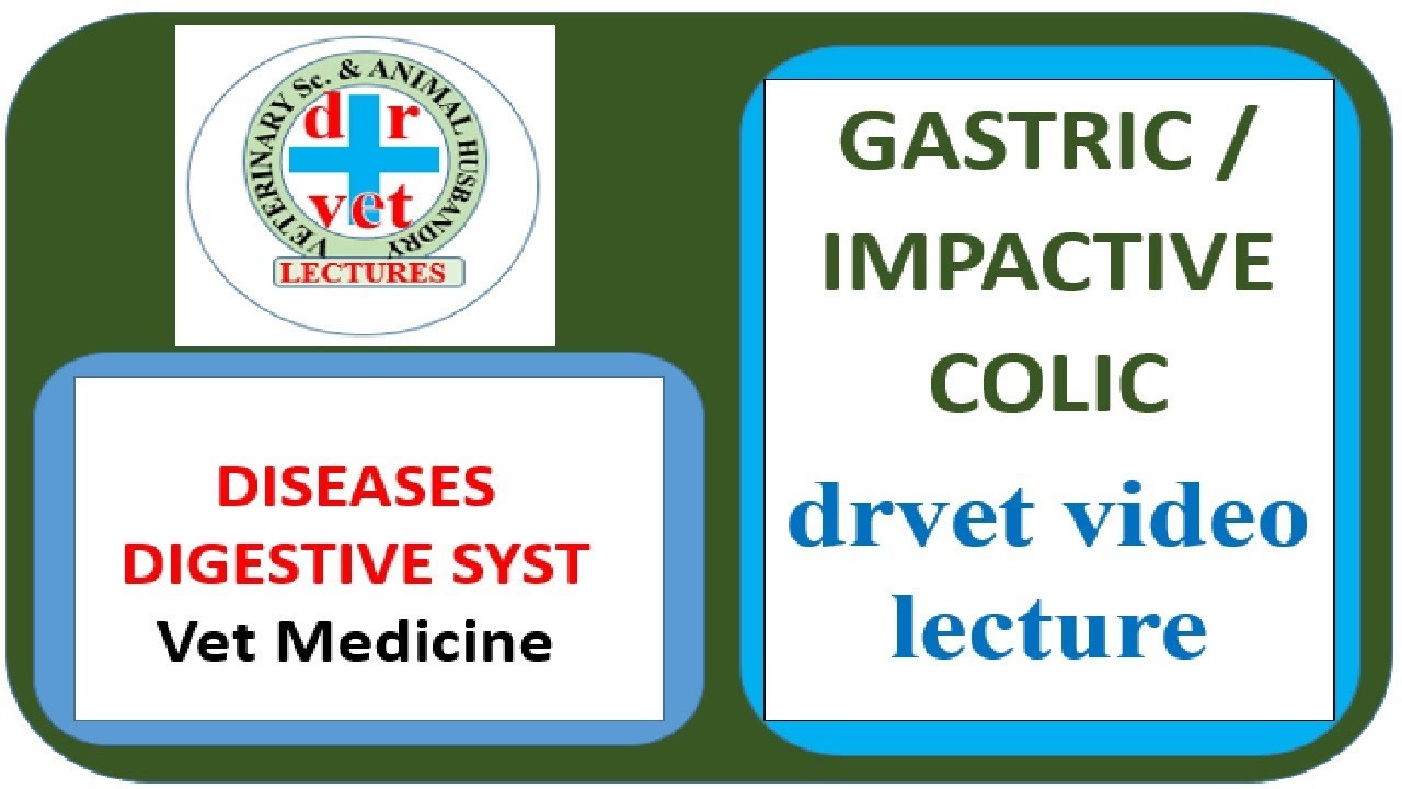 Gastric impaction video by drvet