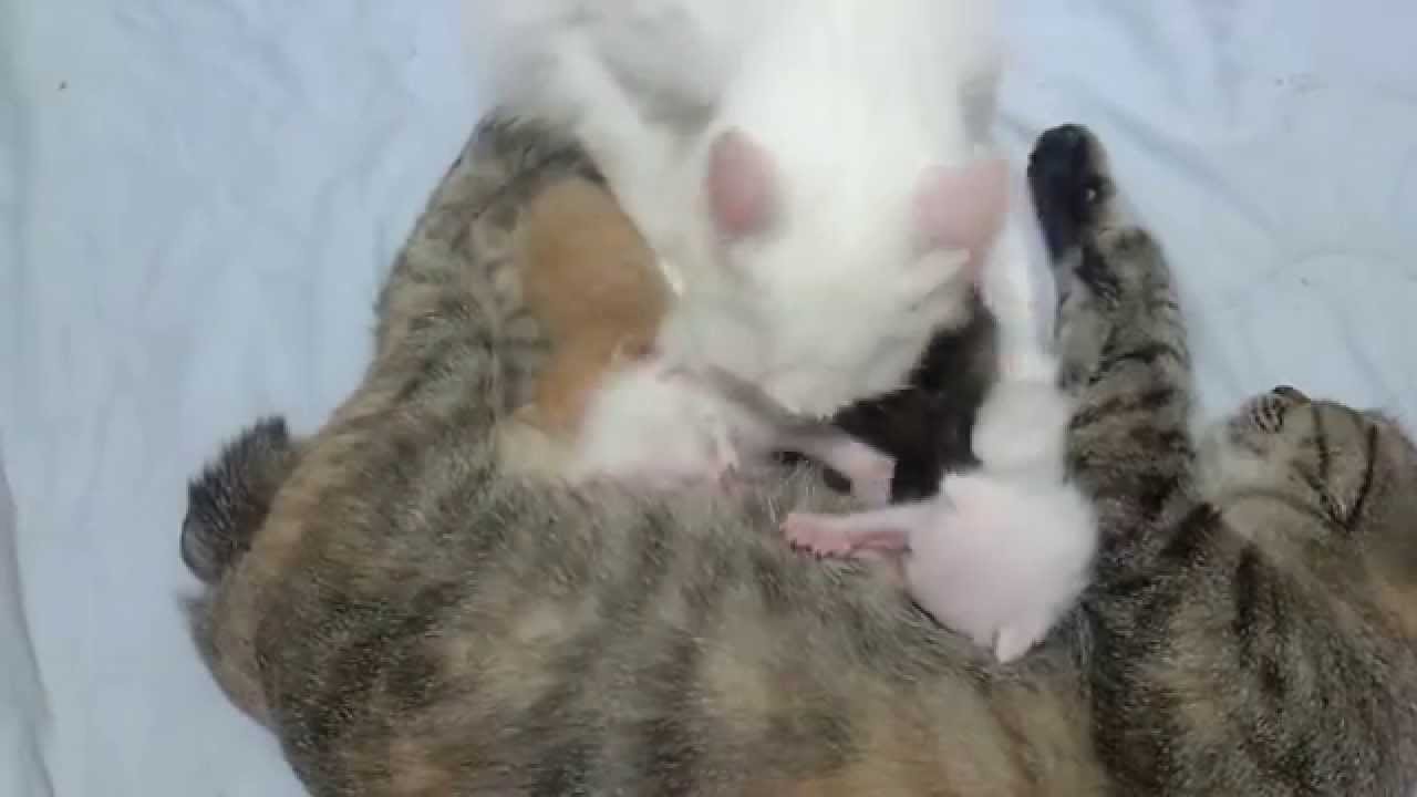 生後11日目　子猫のおっぱい争奪戦