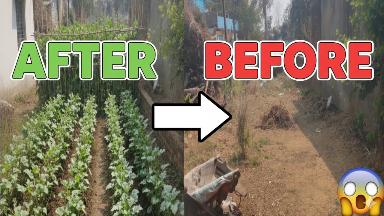 Khali Zameen Ko Bana Diya Swarg! 🌱 Dekhiye Hamari Baadi Ka Shandaar Transformation!