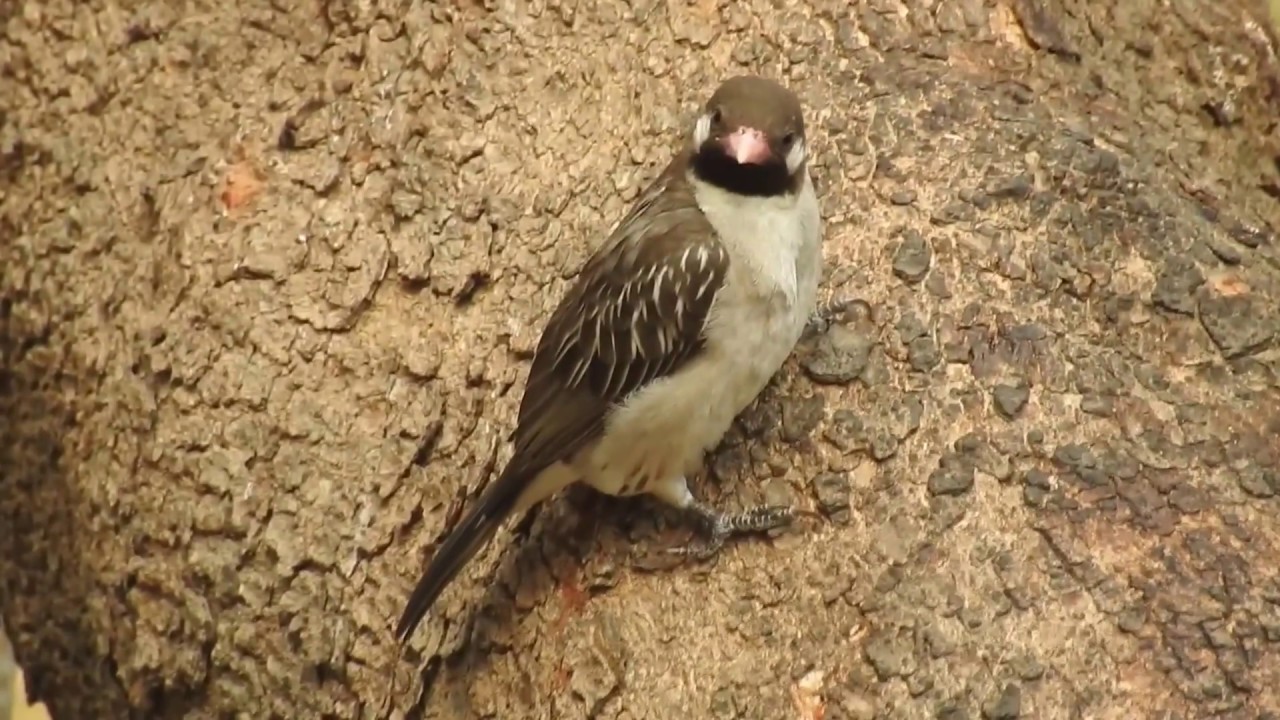 Greater Honeyguide