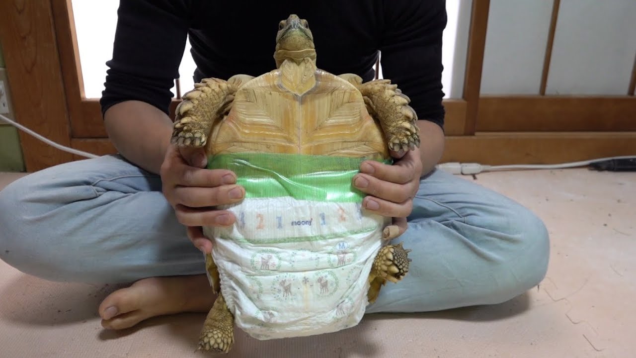 カメのオムツの履かせ方