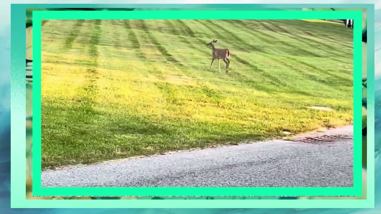 Forest Frenzy: Deer vs. Fox