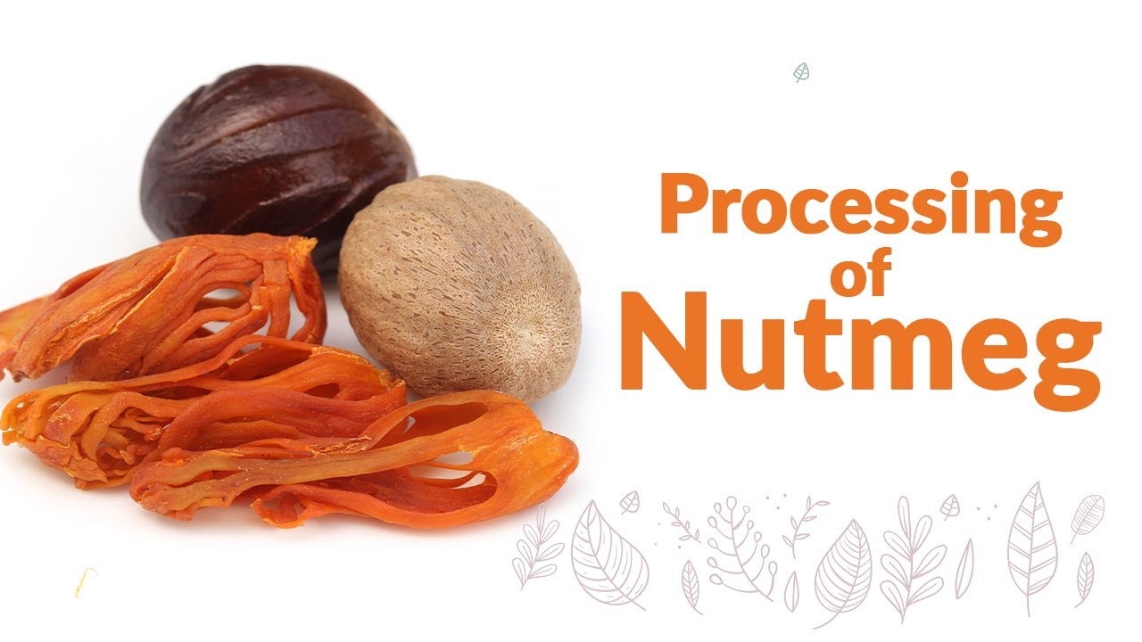 Processing of Nutmeg | जायफल का प्रसंस्करण | Nutmeg & Mace (Jaayphal & Jaavitree) | Wise Spice